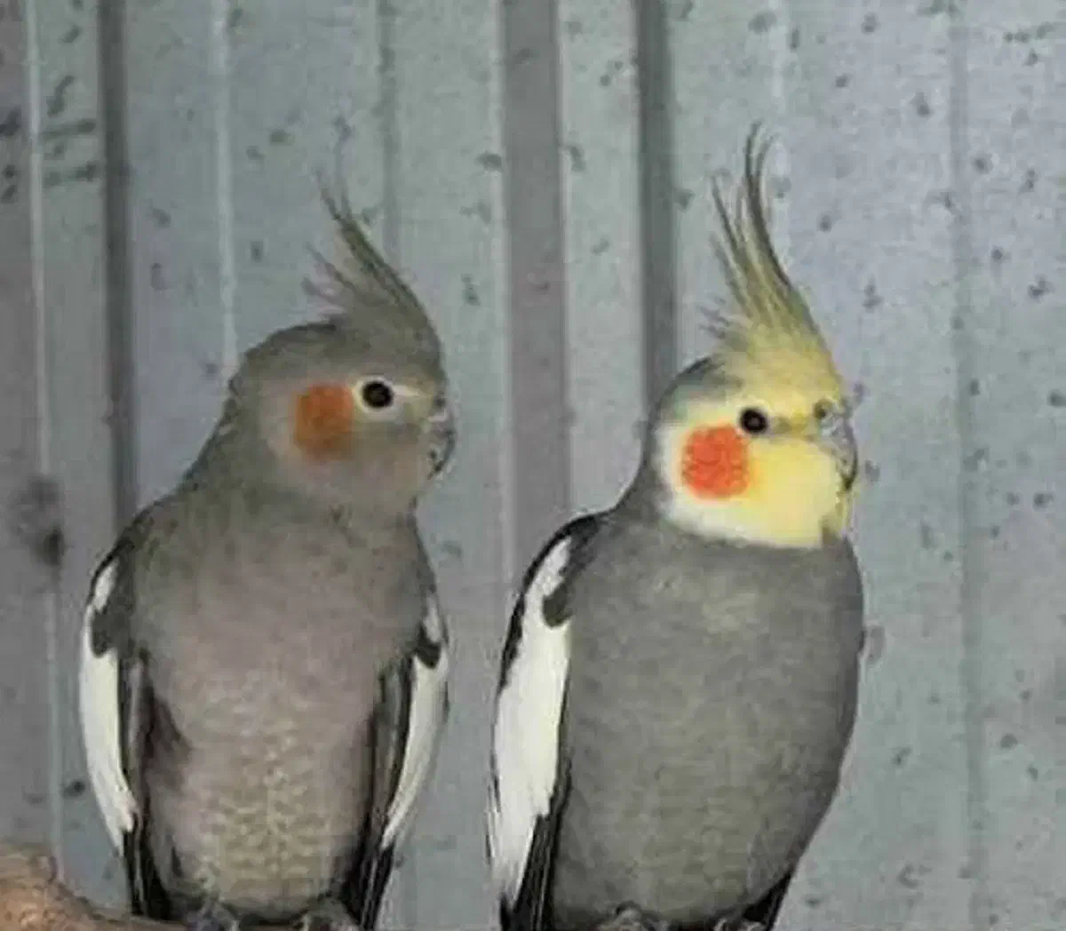 عروس هلندی جفت سخنگو|پرنده|تهران, سلسبیل جنوبی|دیوار