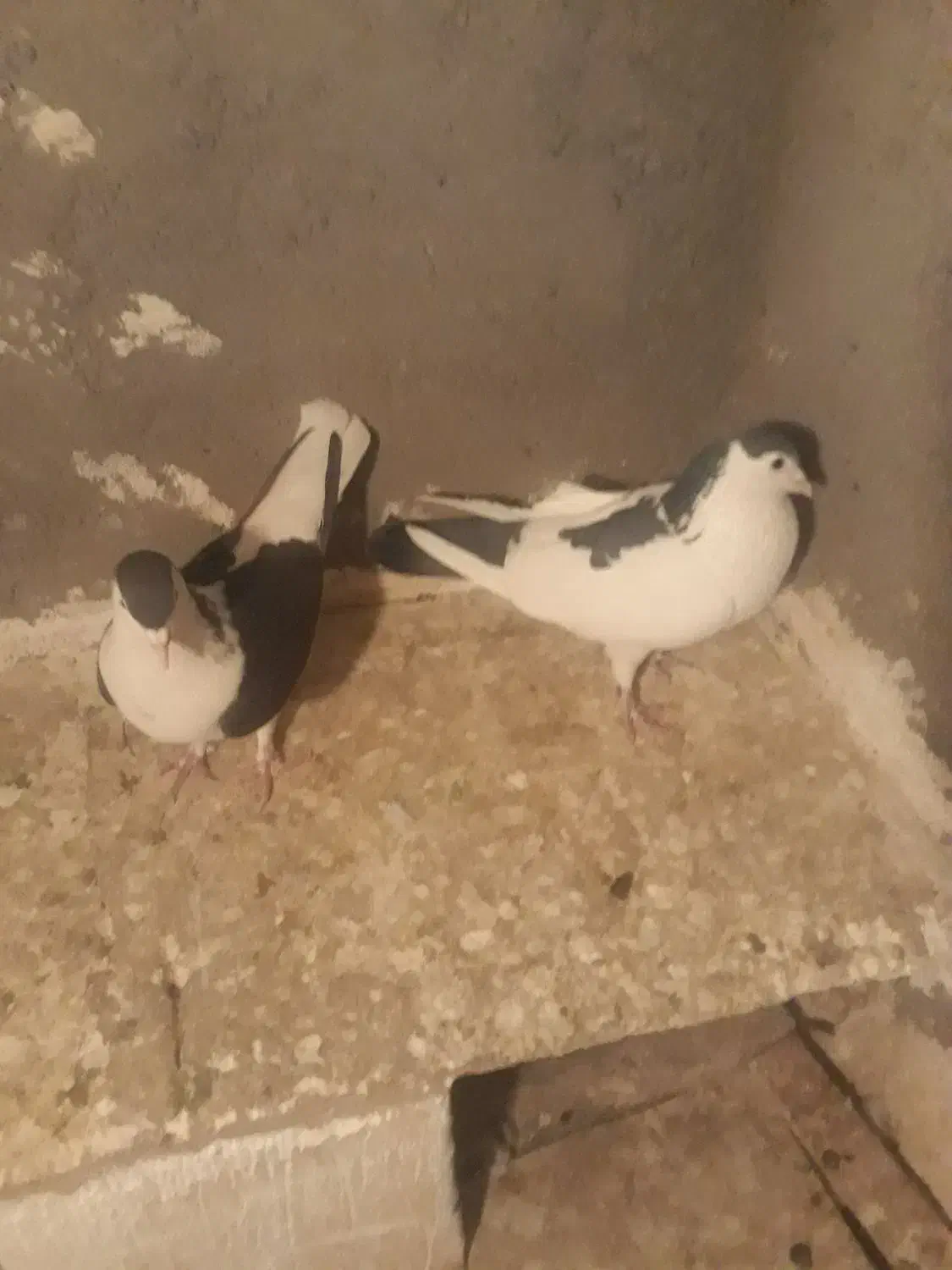 ساده افشون وکله سینه سرخ وسینه زرد|پرنده|مشهد, آبکوه|دیوار