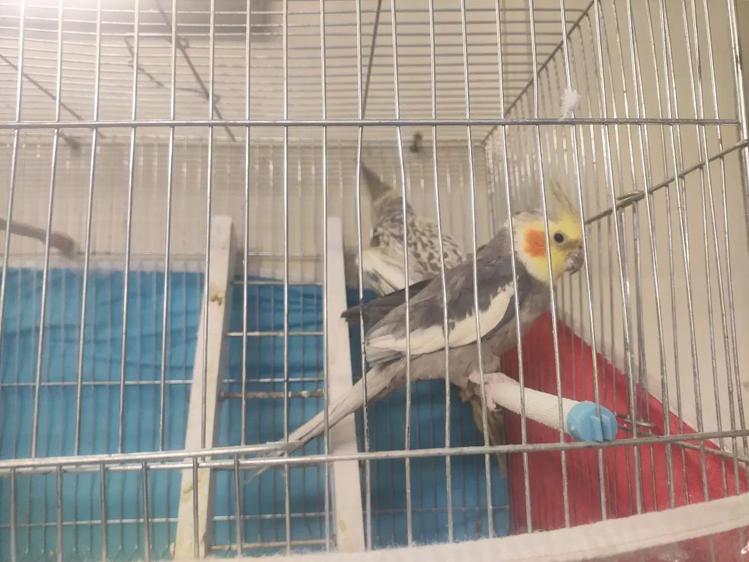 جفت عروس هلندی|پرنده|صوفیان, |دیوار