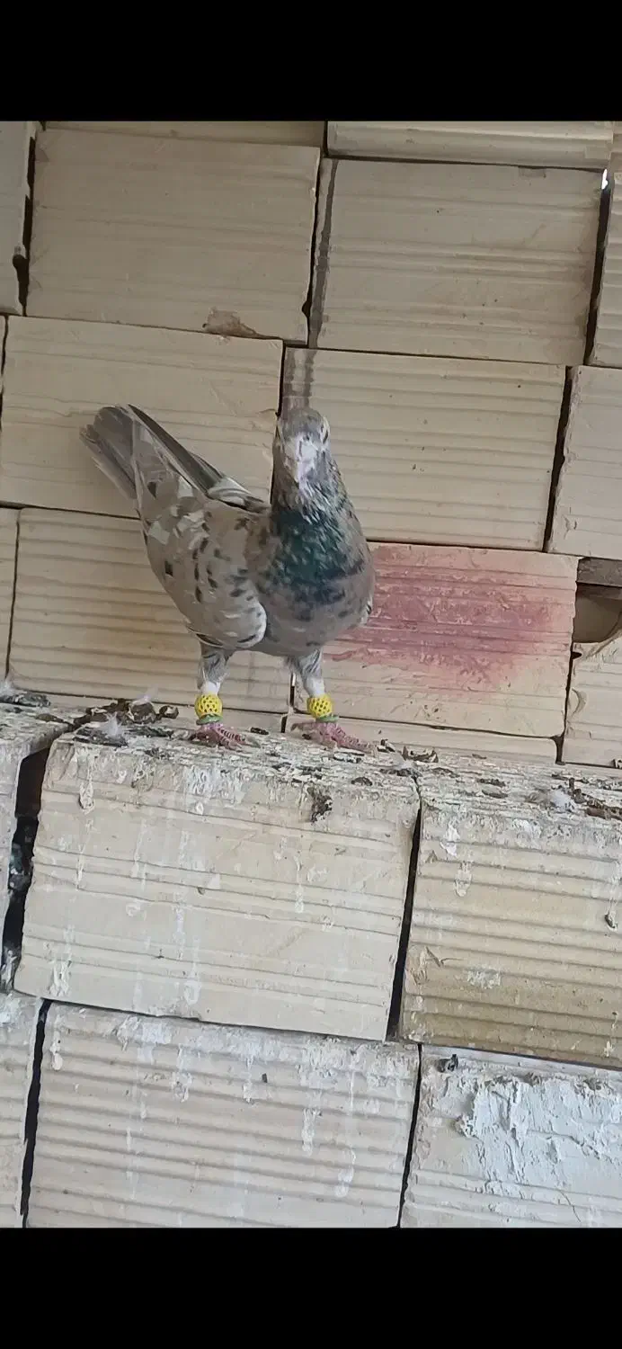 کرم هفرنگ لکی کلکسیونی نر|پرنده|الوند, |دیوار