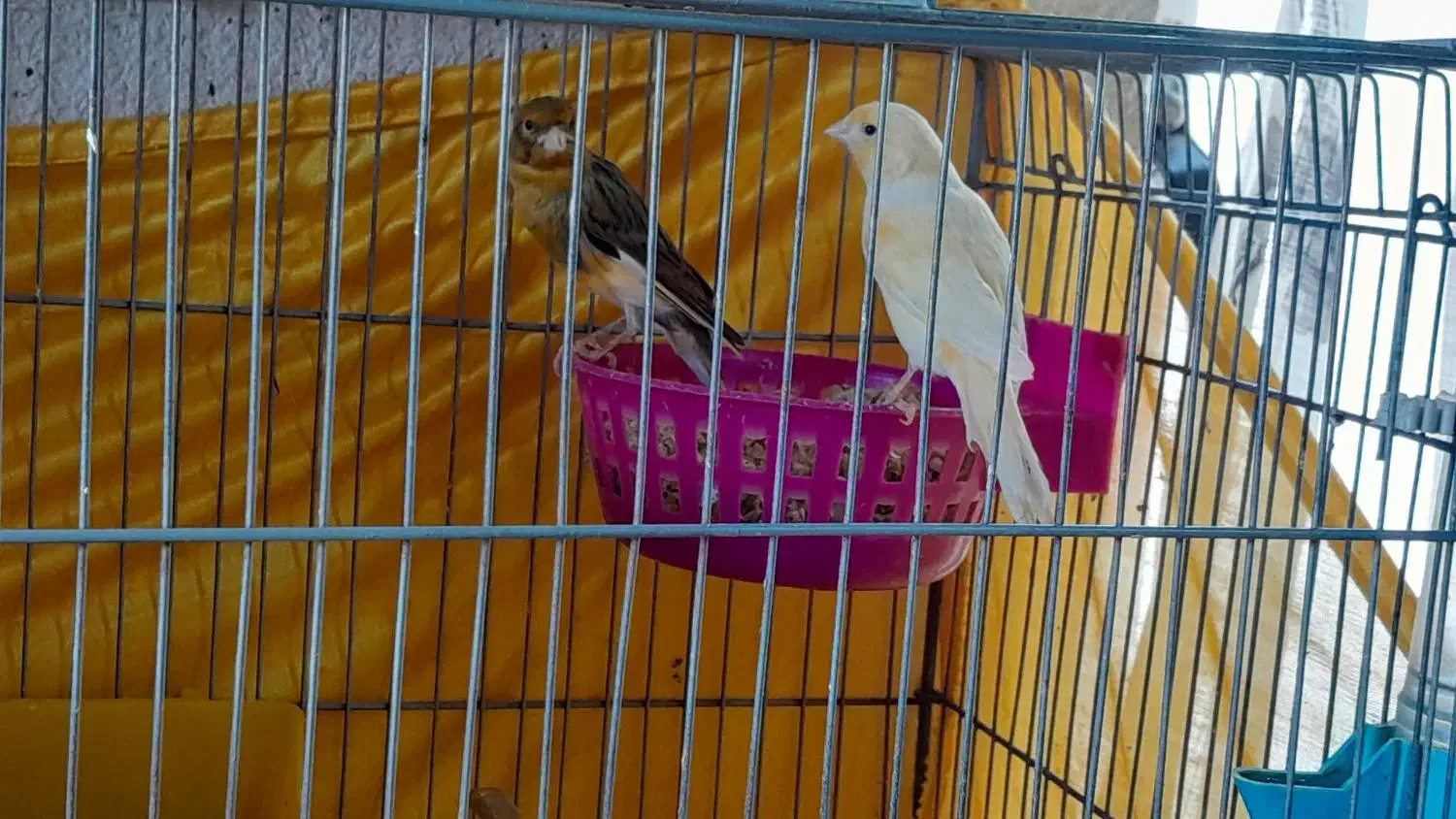 قناری جفت|پرنده|اردبیل, |دیوار