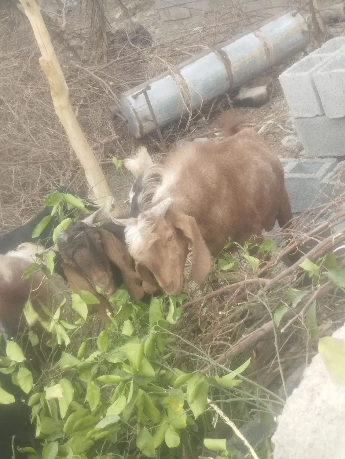 چپش|حیوانات مزرعه|جیرفت, |دیوار