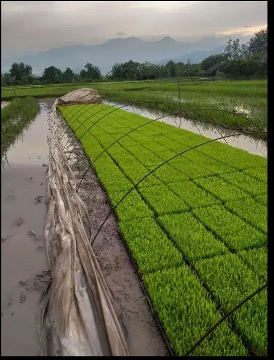 بانک نشا|گل و گیاه طبیعی|گوراب زرمیخ, |دیوار