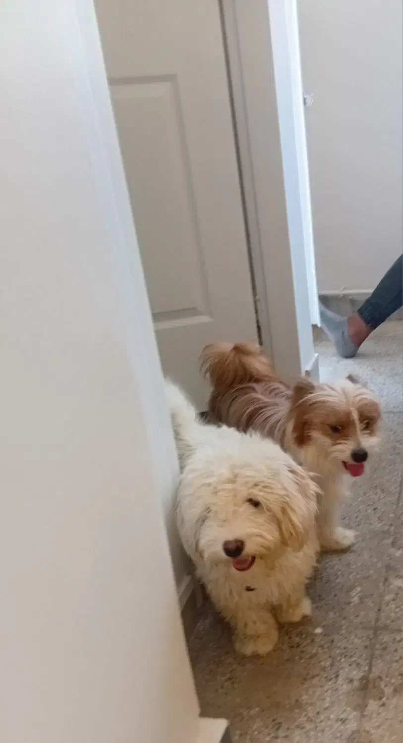 گمشده|حیوانات|اراک, |دیوار