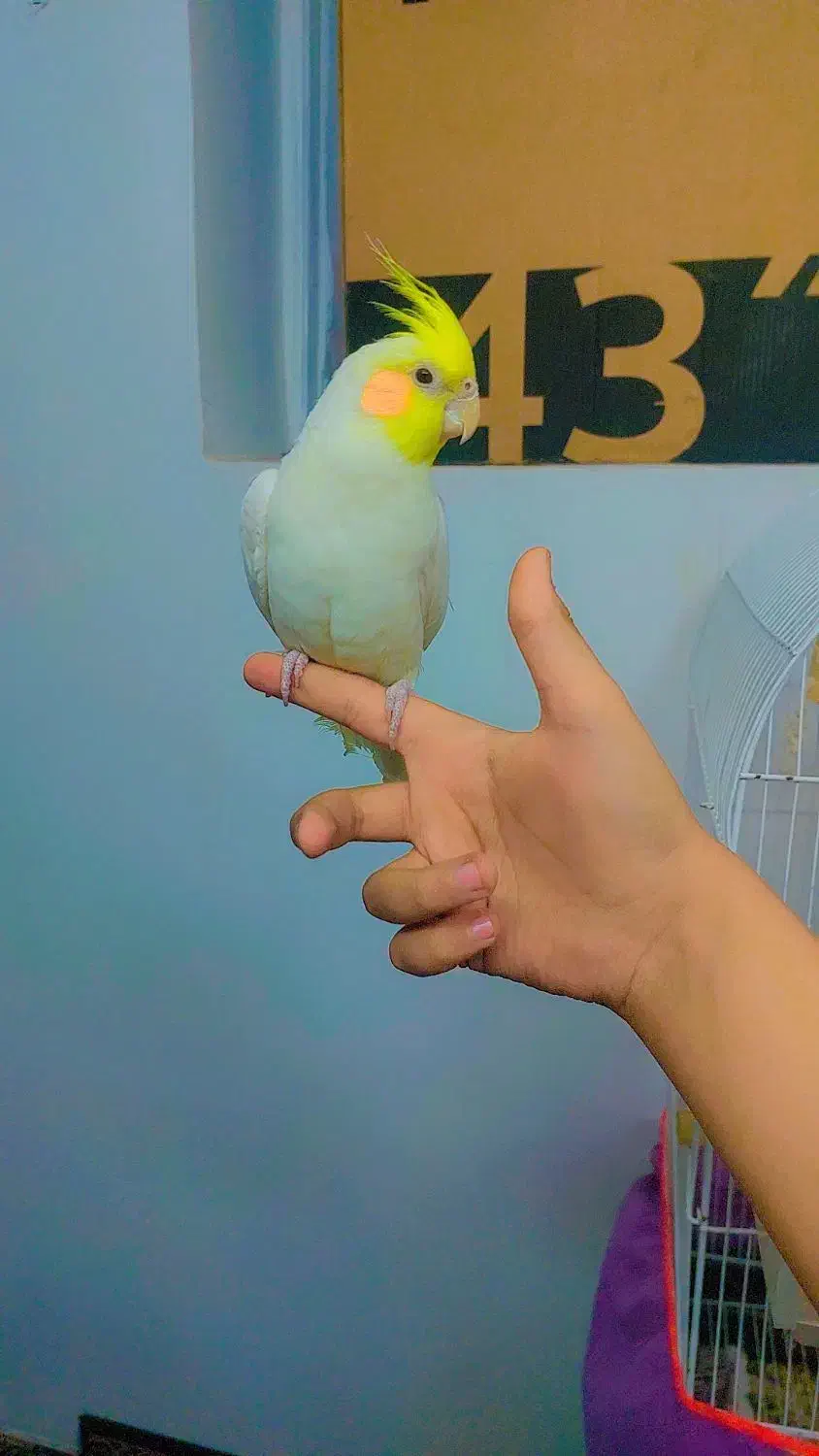 عروس هلندی|پرنده|ساوه, |دیوار