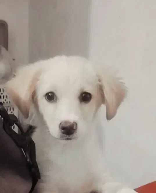 سگ پشمالو نژاد دار واگذاری|سگ|آبادان, |دیوار