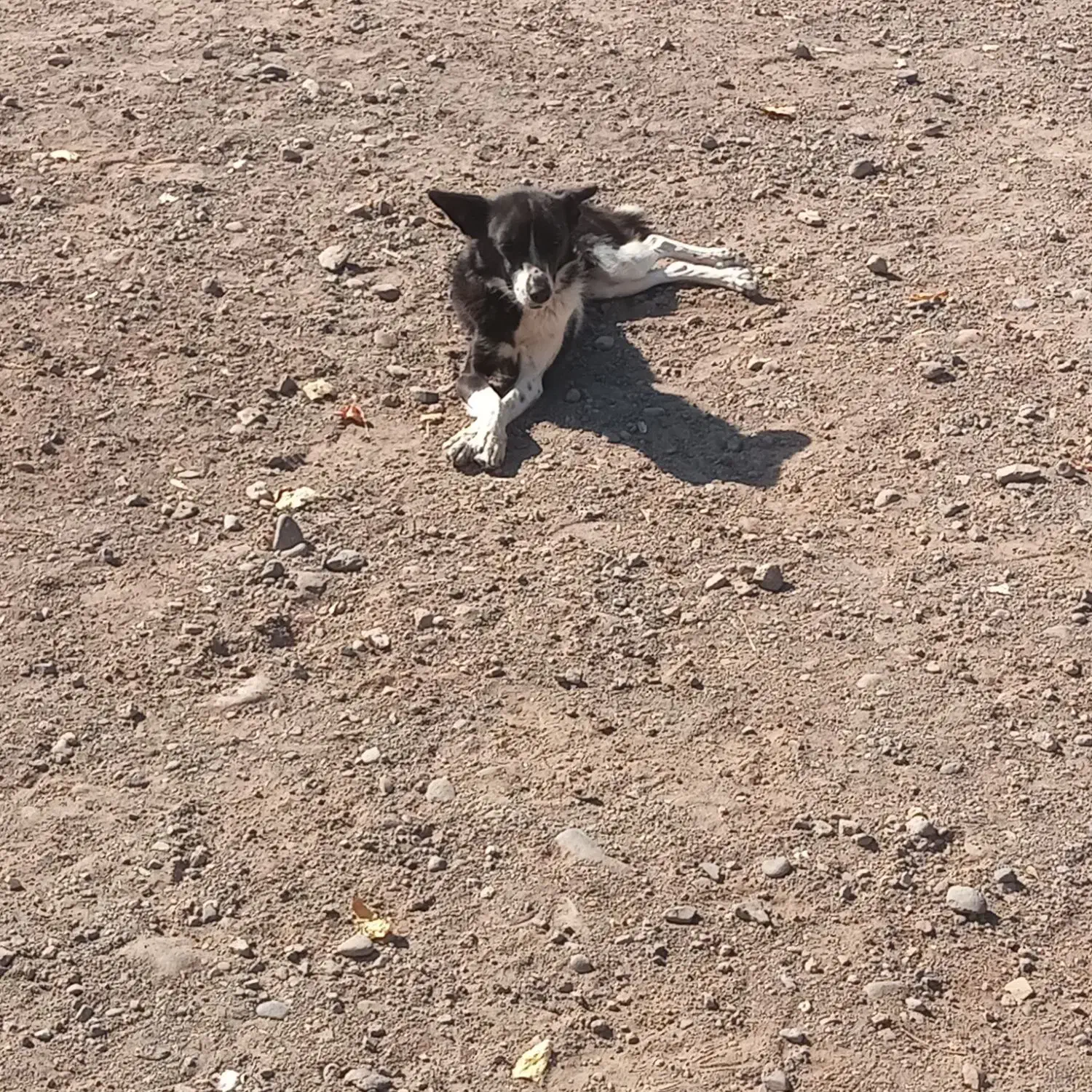 فروشی|سگ|مهربان, |دیوار