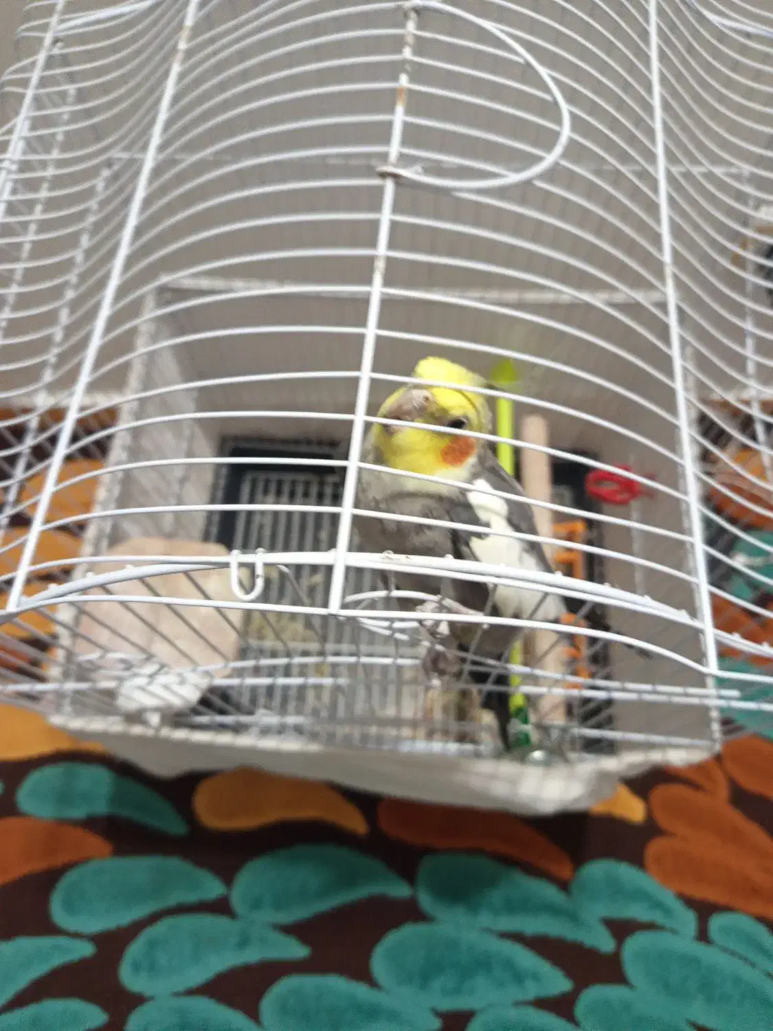 عروس هلندی رام دستی|پرنده|رویان, |دیوار