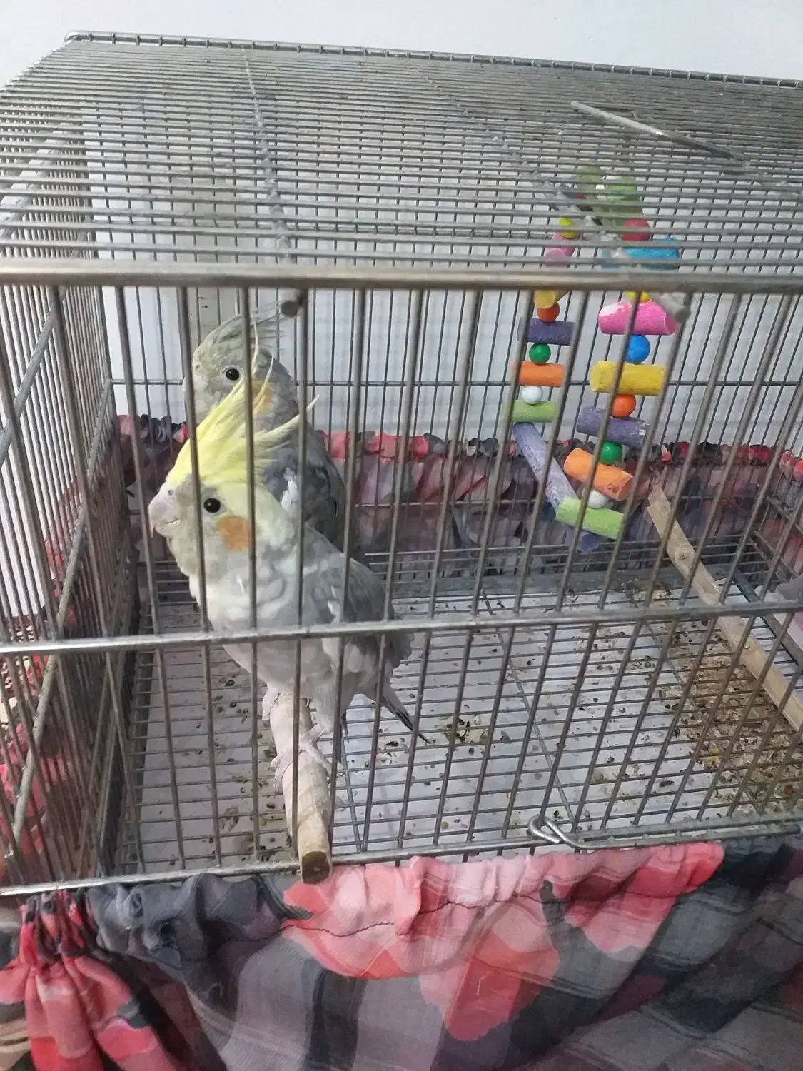 عروس هلندی|پرنده|قم, علی آباد سعدگان|دیوار