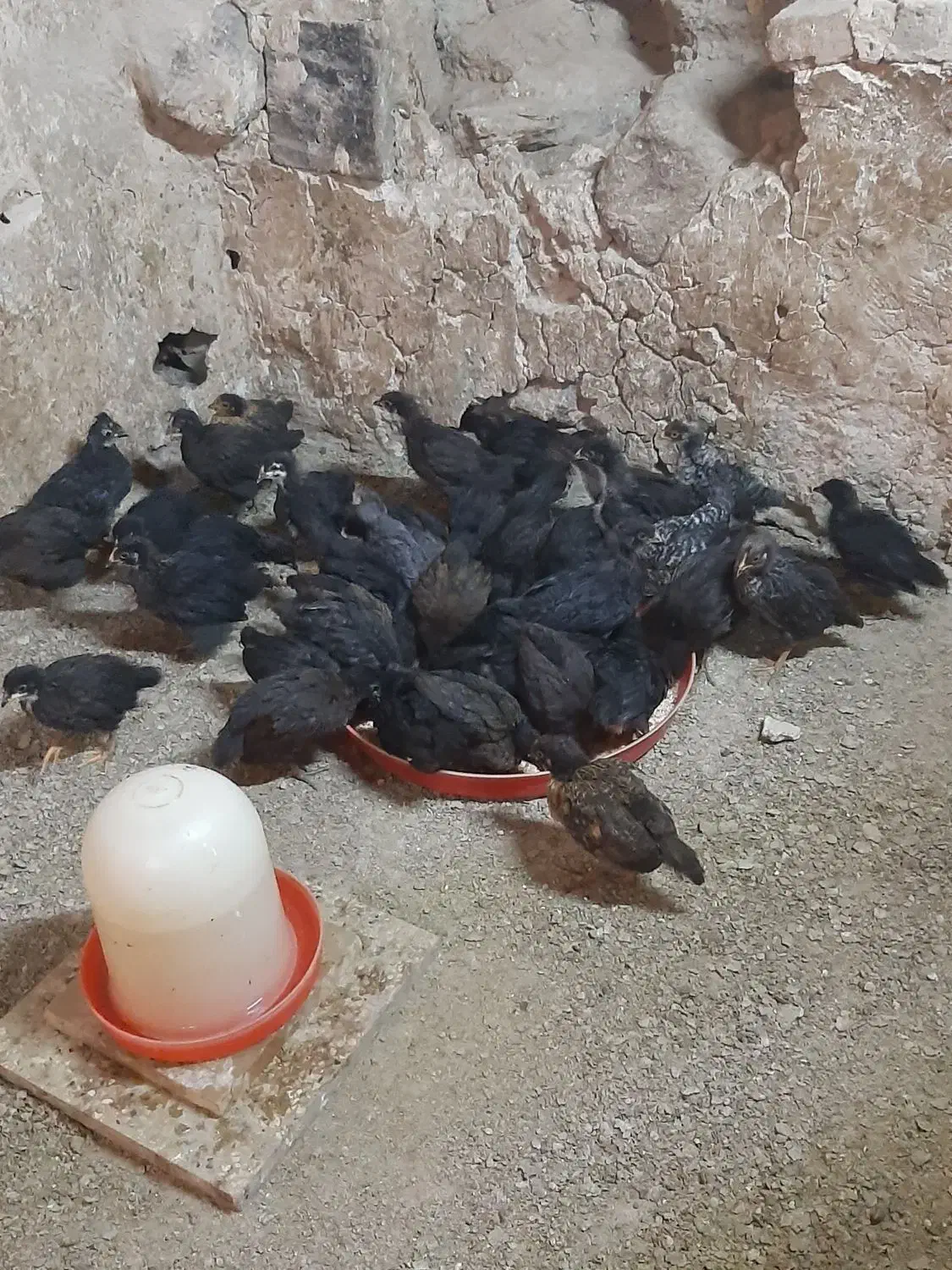 جوجه ۱ ماه|حیوانات مزرعه|فشاپویه, |دیوار