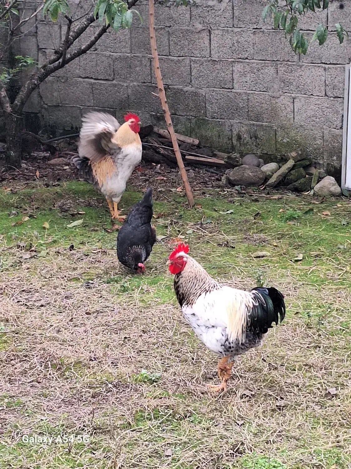 فروش خروس و مرغ و  اردک اسراعلی|حیوانات مزرعه|رضوانشهر, |دیوار