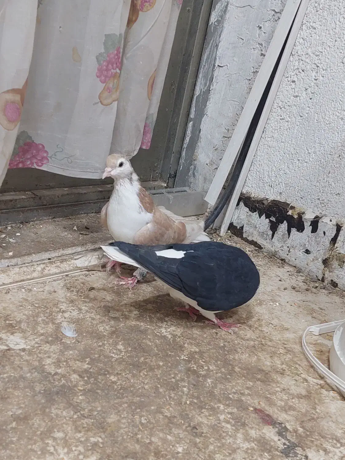 یک جفت کبوتر شیر زرد و شیر سیاه به ضمات تخم و جوجه|پرنده|نیشابور, شهرک اندیشه|دیوار