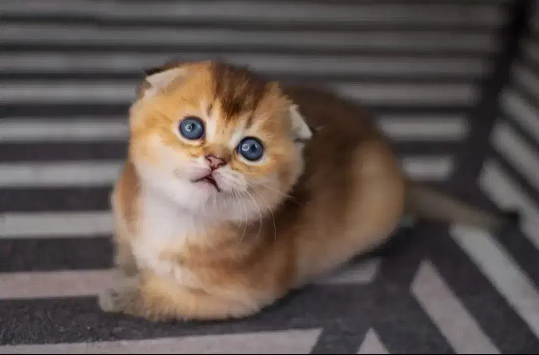 گربه اسکاتیش بریتیش|گربه|مشهد, جاهد شهر|دیوار