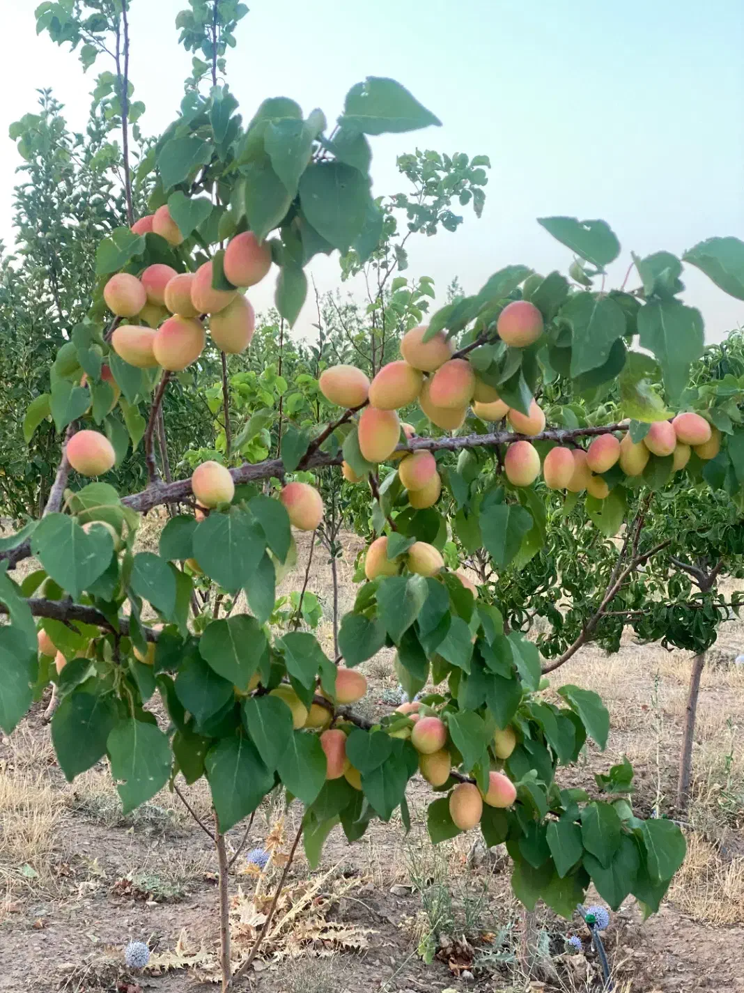 باغ ۳۰۰۰ متری دستجرد پشت دهکده صبا|فروش زمین و ملک کلنگی|خلجستان, |دیوار