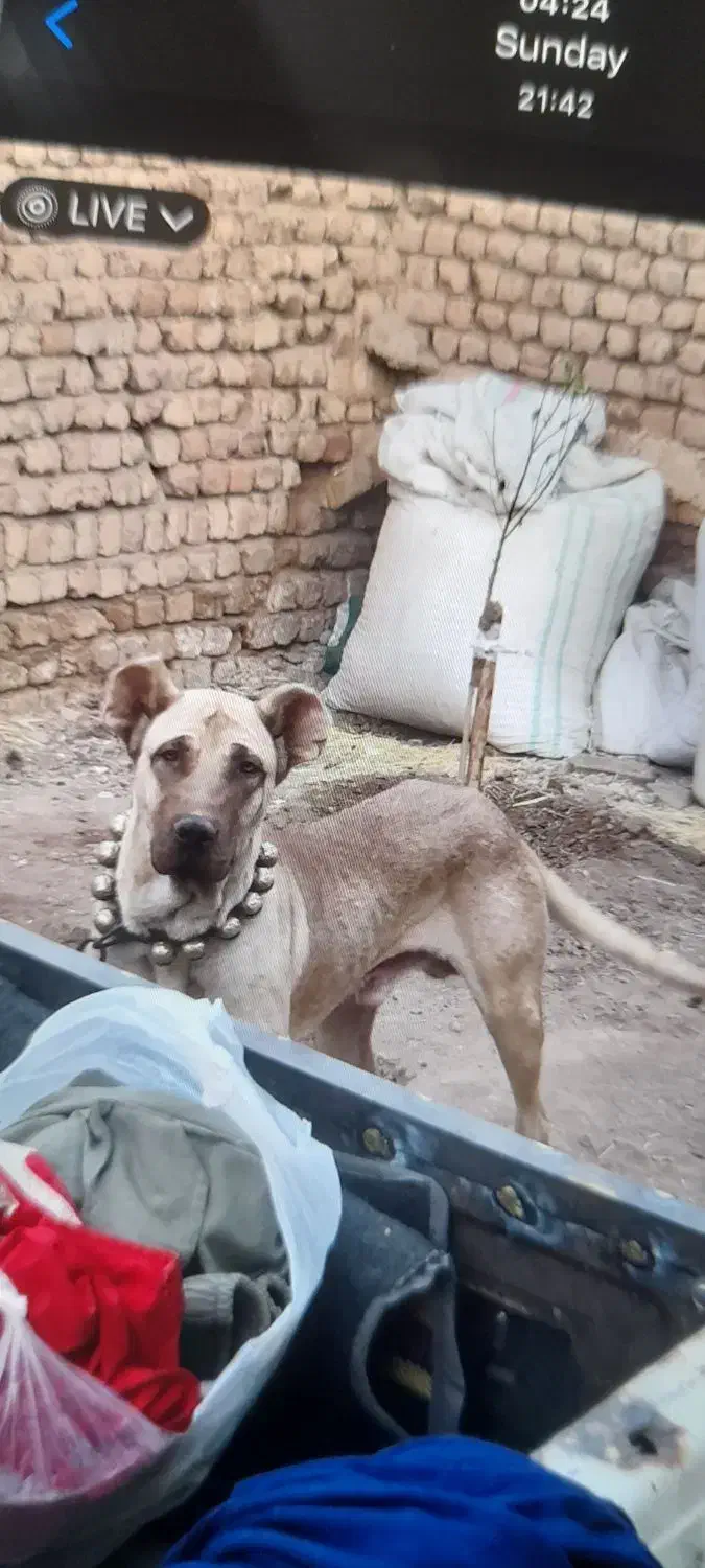 سگ سرابی|سگ|قنوات, |دیوار