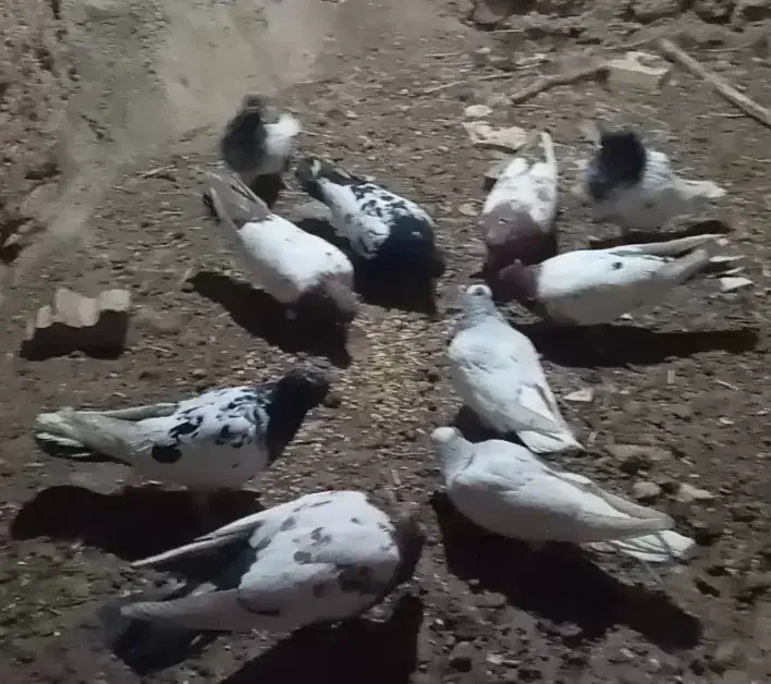 10 عدد کله زرد و سیاه وطوقی|پرنده|تربتحیدریه, رجایی|دیوار