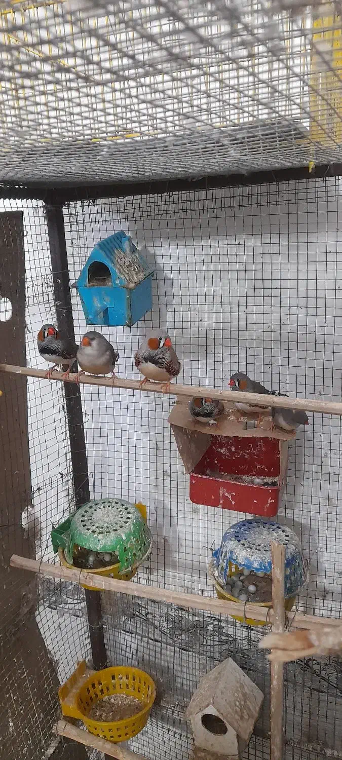 فنچ ۸ عدد ۵ تا نر ۳ ماده مولد هستن|پرنده|بندر ماهشهر, |دیوار