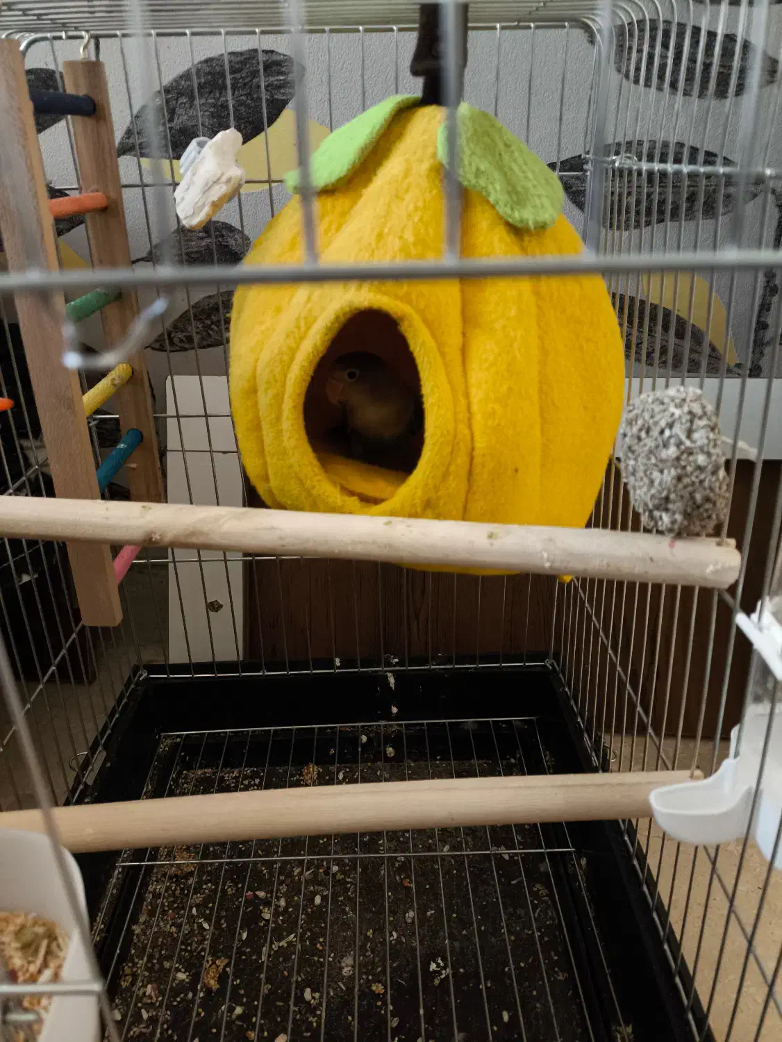 طوطی برزیلی ابی اوپال|پرنده|ملارد, |دیوار