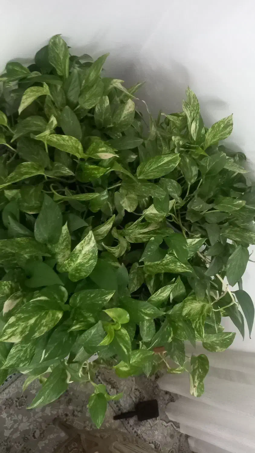 گل پتوس ابلغ دیفن سوسن عنکبوتی قاشقی|گل و گیاه طبیعی|کرمانشاه, |دیوار