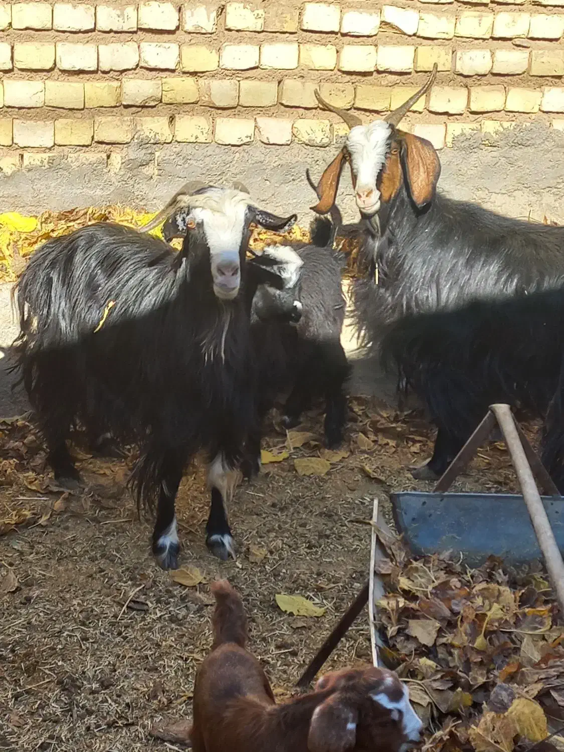 فروش بز|حیوانات مزرعه|میمه, |دیوار