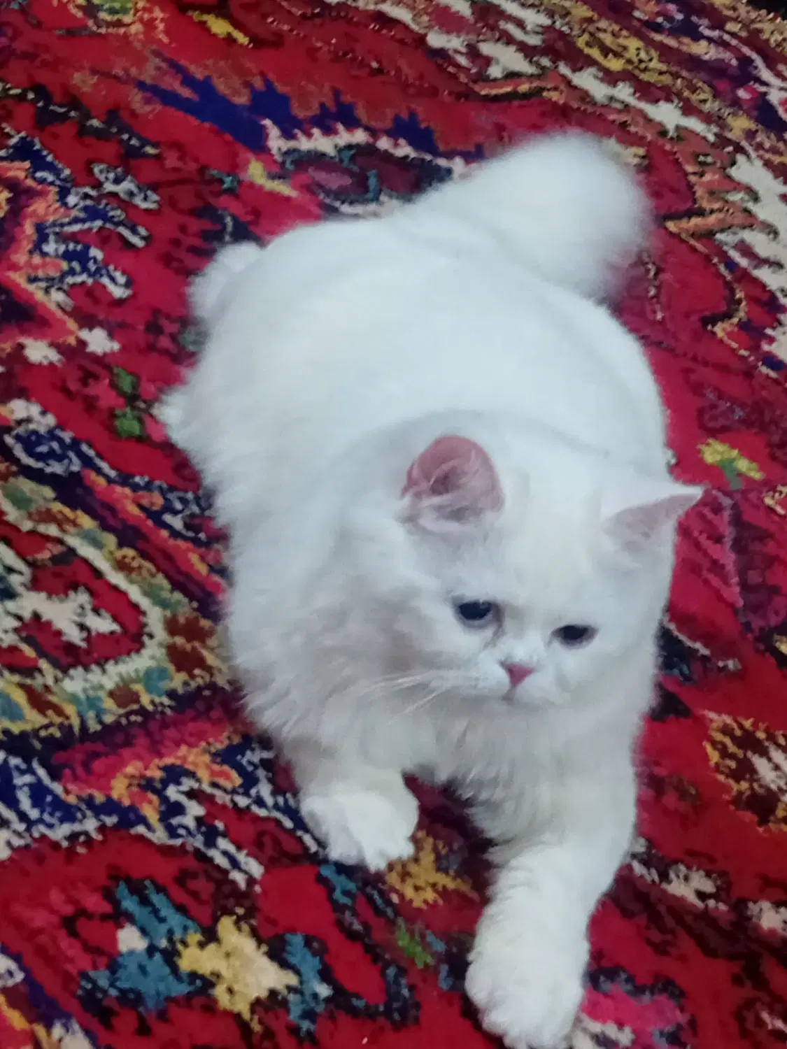 گربه|گربه|بستان آباد, |دیوار