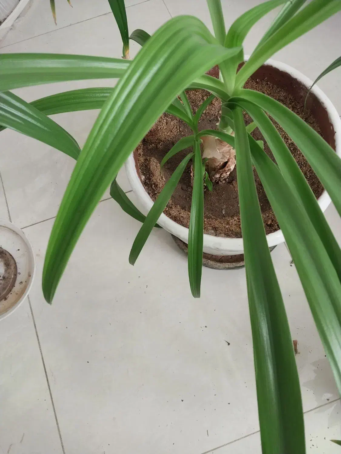 فروش گلدان سوسن دوقلو|گل و گیاه طبیعی|یزد, |دیوار