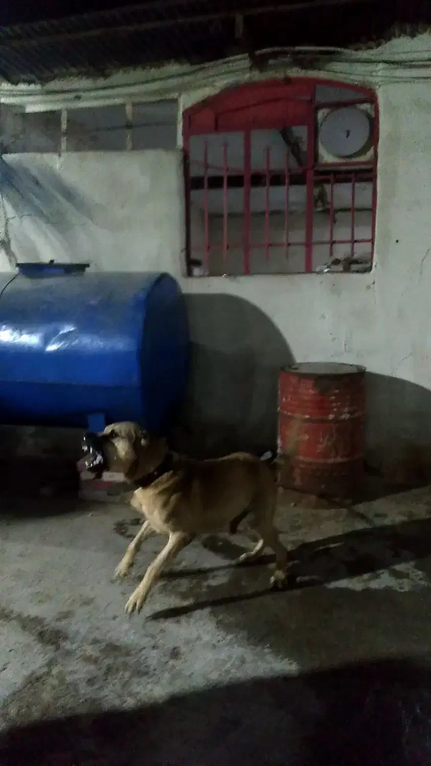 سگ سرابی|سگ|باقرشهر, |دیوار