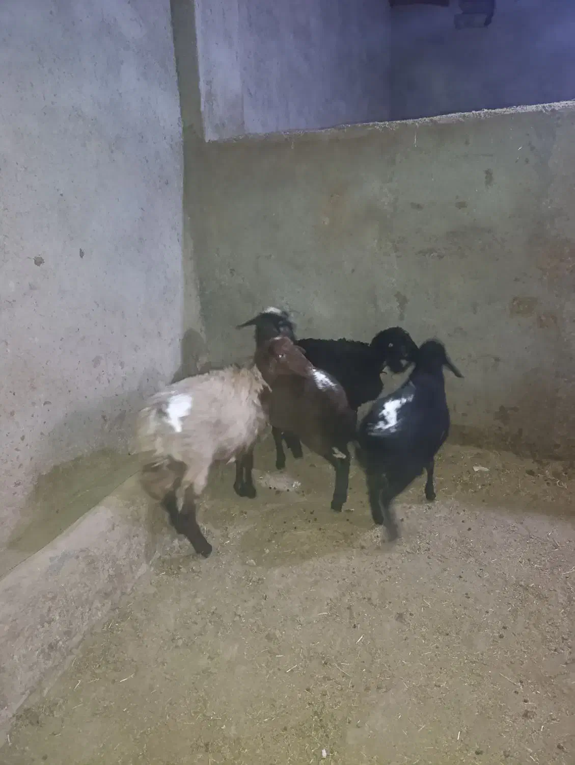 بره وبز|حیوانات مزرعه|تاکستان, |دیوار