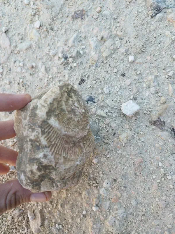 فسیل|کلکسیون اشیاء عتیقه|رستمکلا, |دیوار