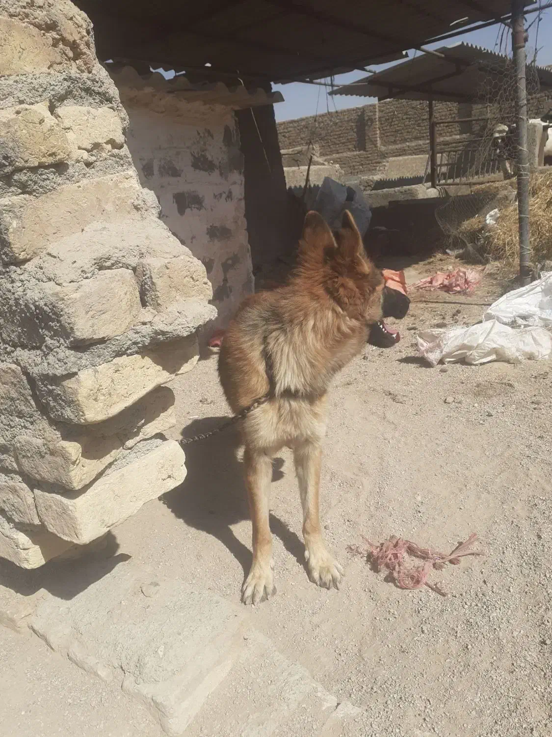 سگ ژرمن|سگ|شیروان (خراسان), |دیوار