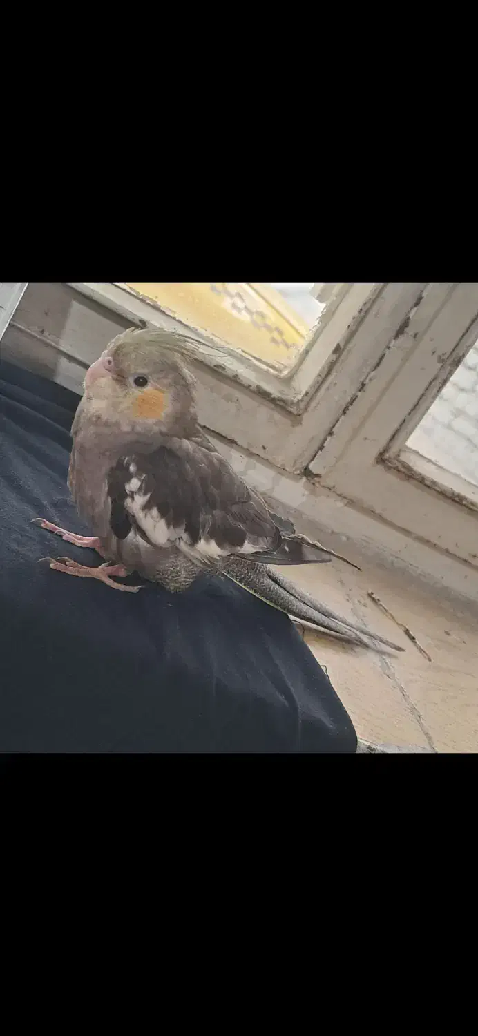 عروس هلندی جوجه 3 ماه|پرنده|پاکدشت, پاکدشت (مامازند)|دیوار