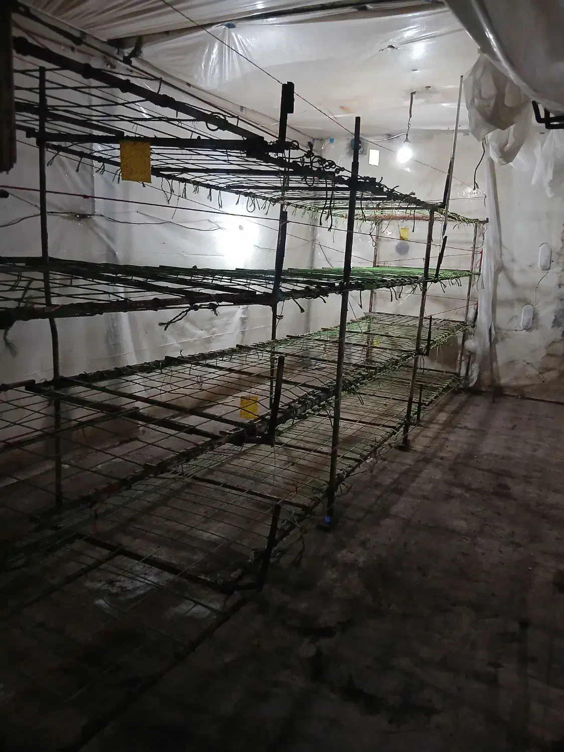 وسایل پرورش قارچ|ابزارآلات|خواجه, |دیوار