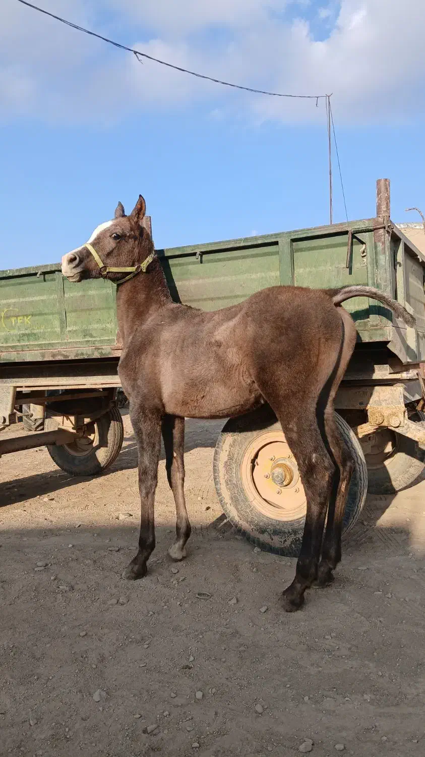 خریدوفروش اسب و پانسیون(چک معتبر)|اسب و تجهیزات اسبسواری|سردرود, |دیوار