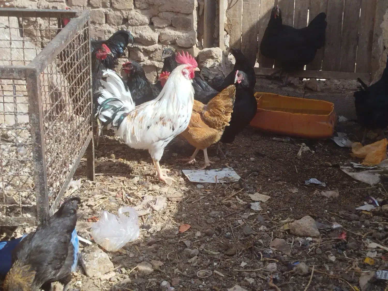 مرغ طاقچه خروس گلین تخم گذار زیر مرغی|حیوانات مزرعه|رضویه, |دیوار