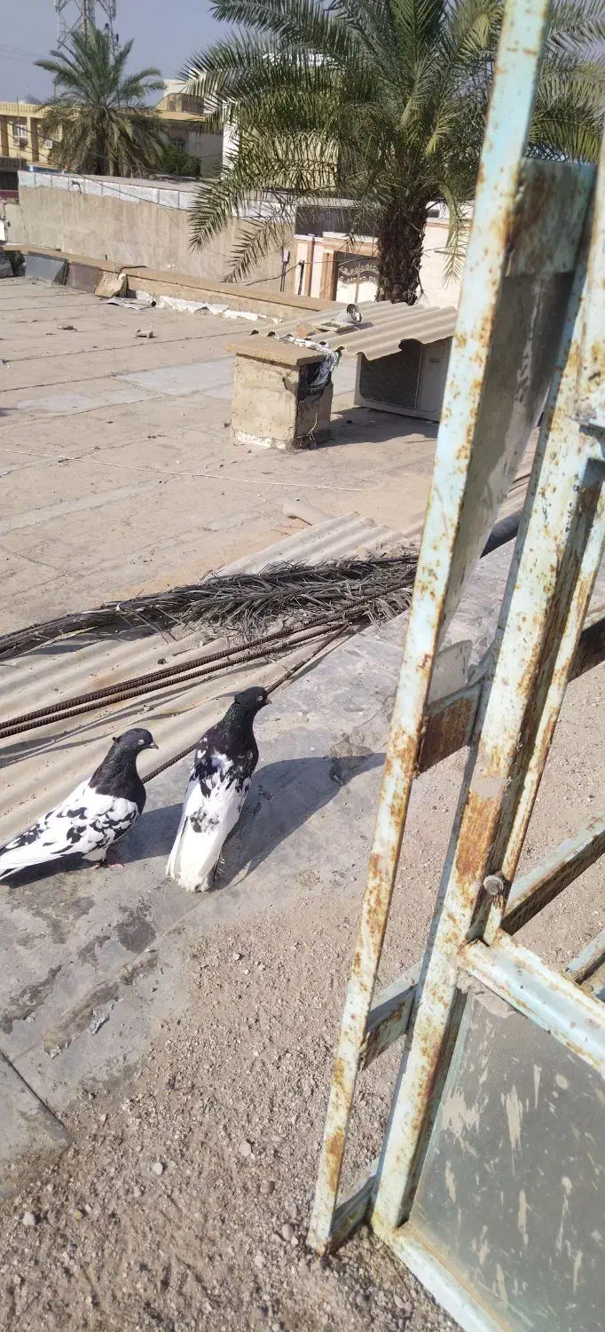 کبوتر|پرنده|سوسنگرد, |دیوار