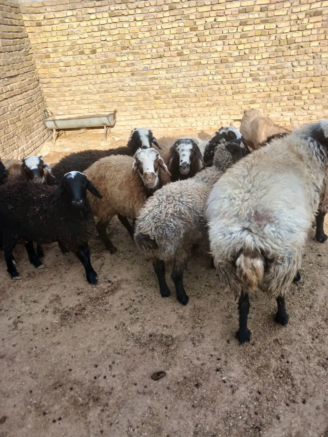 بره نر|حیوانات مزرعه|اشتهارد, |دیوار