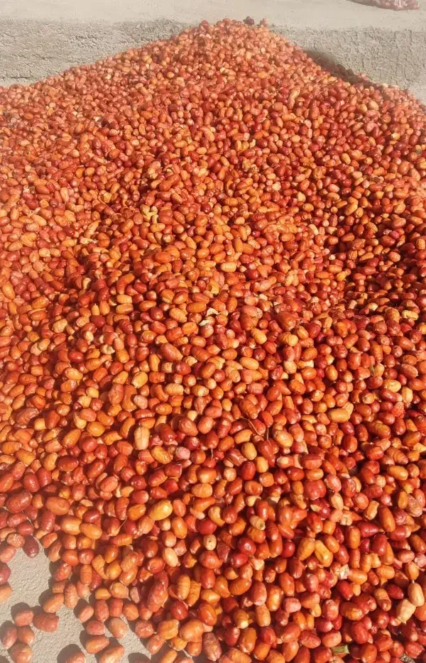 سنجد(ایده)|خوردنی و آشامیدنی|ماهنشان, |دیوار