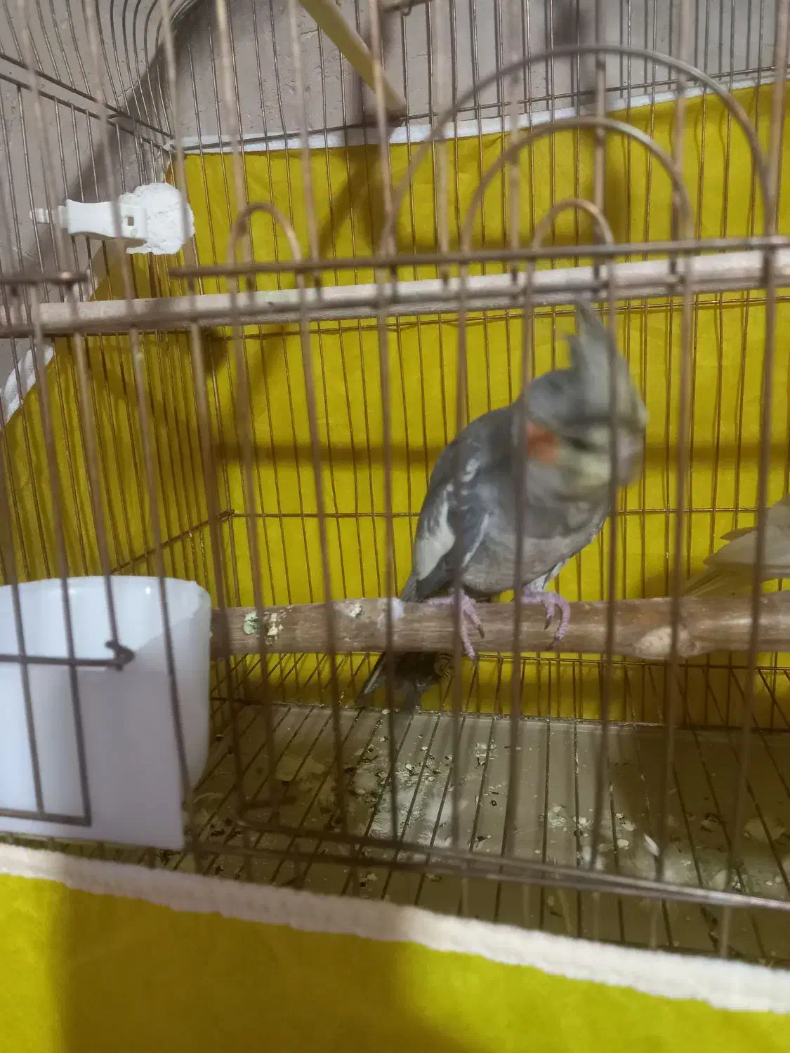 عروس هلندی|پرنده|اهر, |دیوار