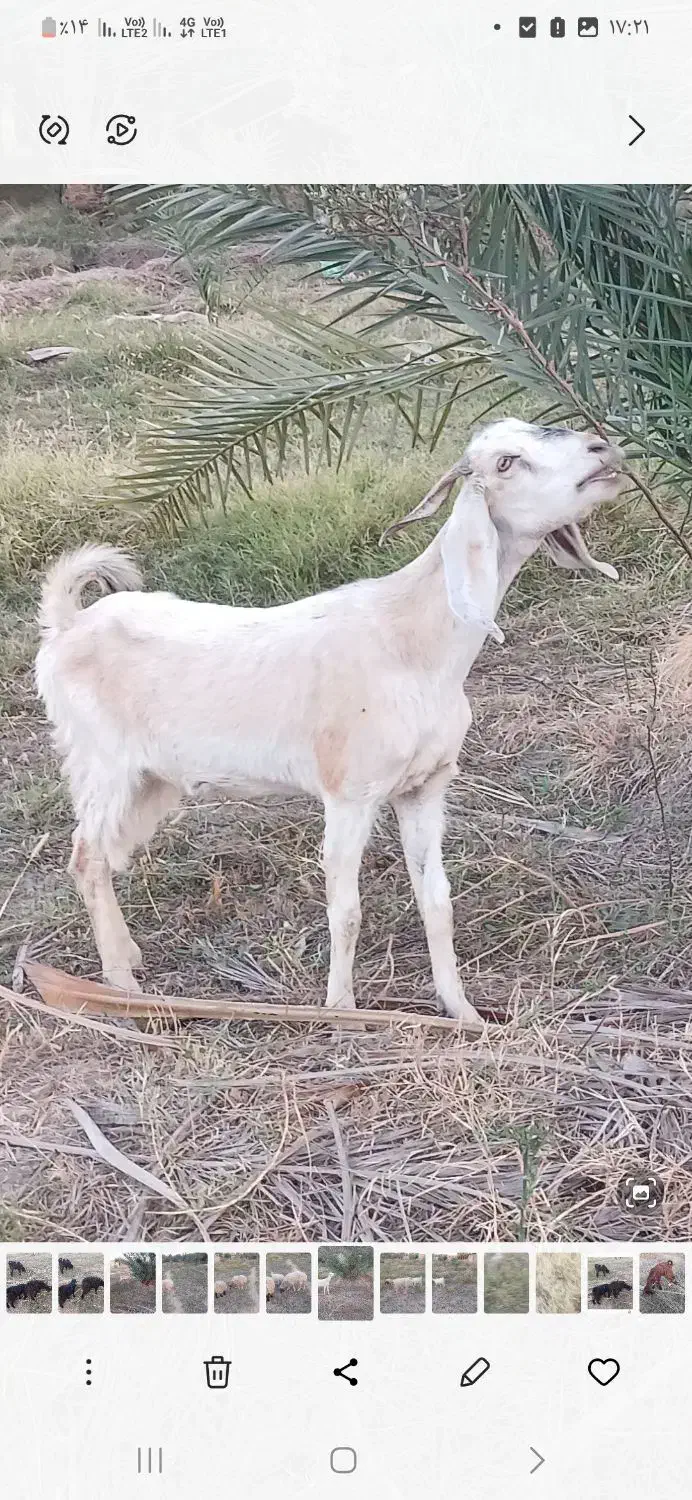 بز گیسه داشت|حیوانات مزرعه|جیرفت, |دیوار