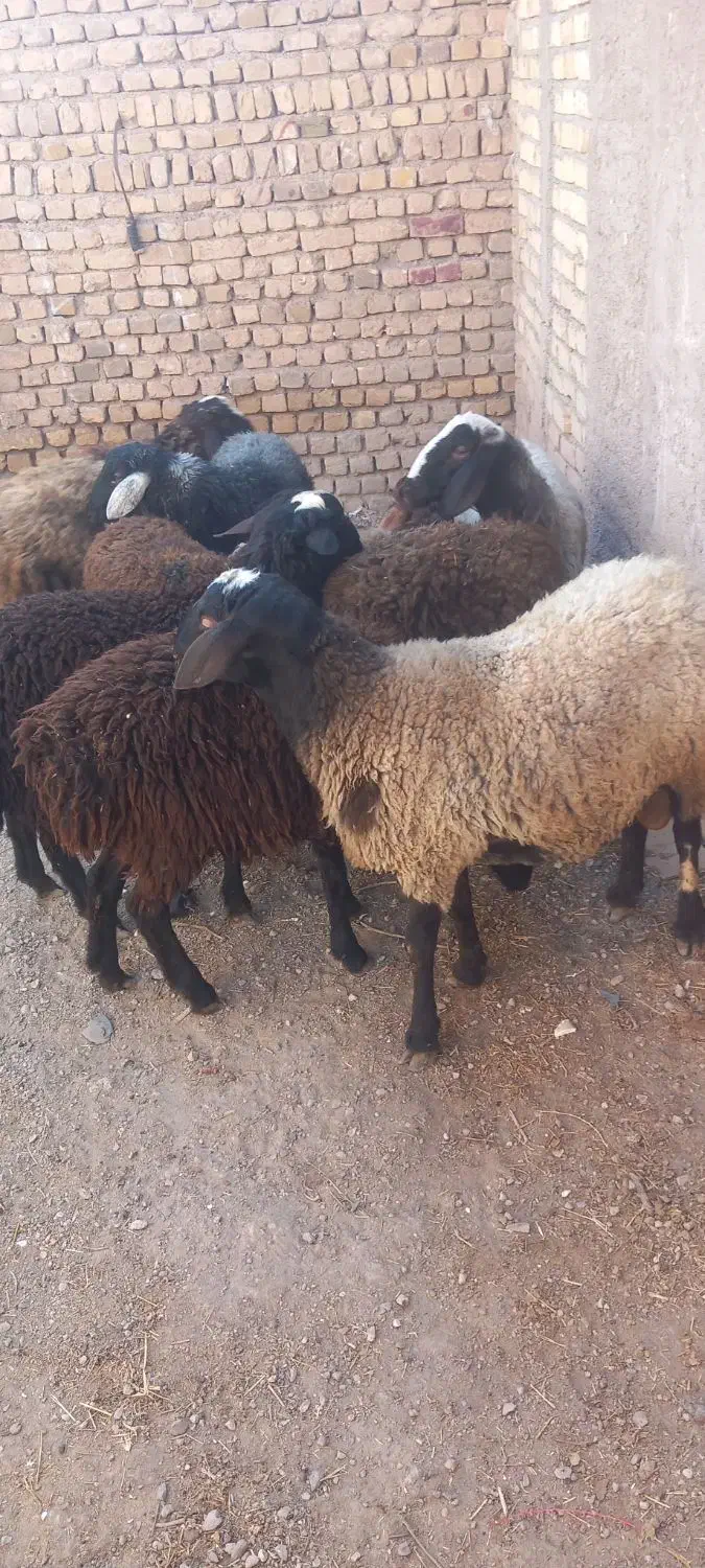 ۸راس بره نره چاق|حیوانات مزرعه|تاکستان, |دیوار