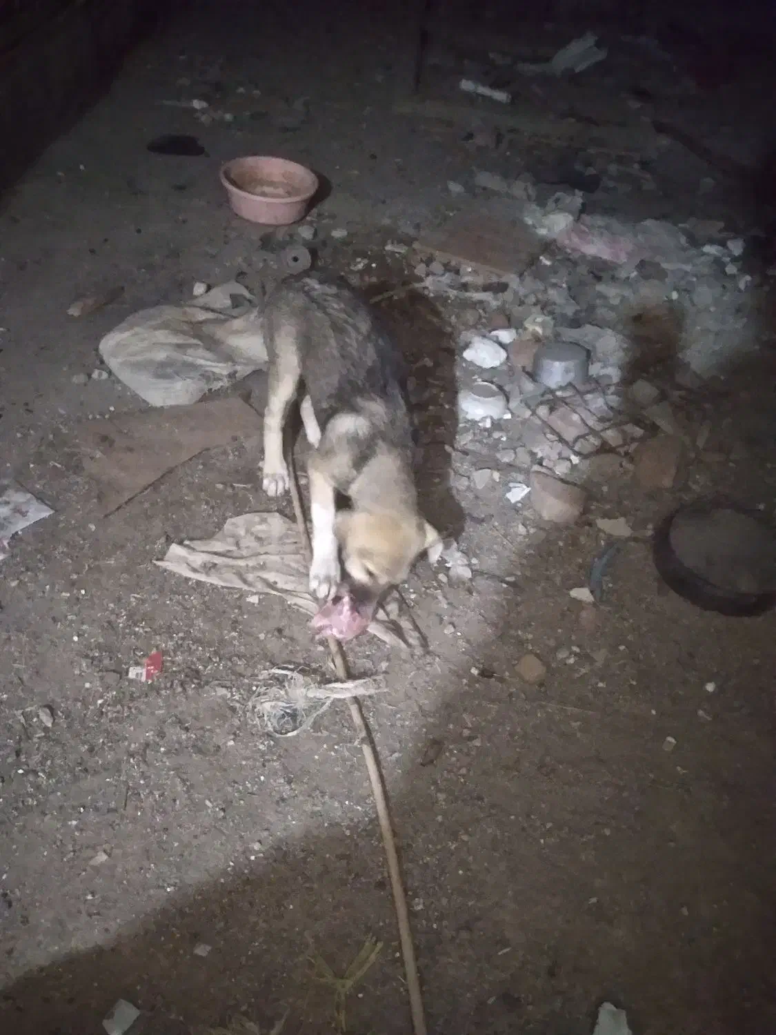 واگذاری توله های سرابی اصل|سگ|عجب شیر, |دیوار