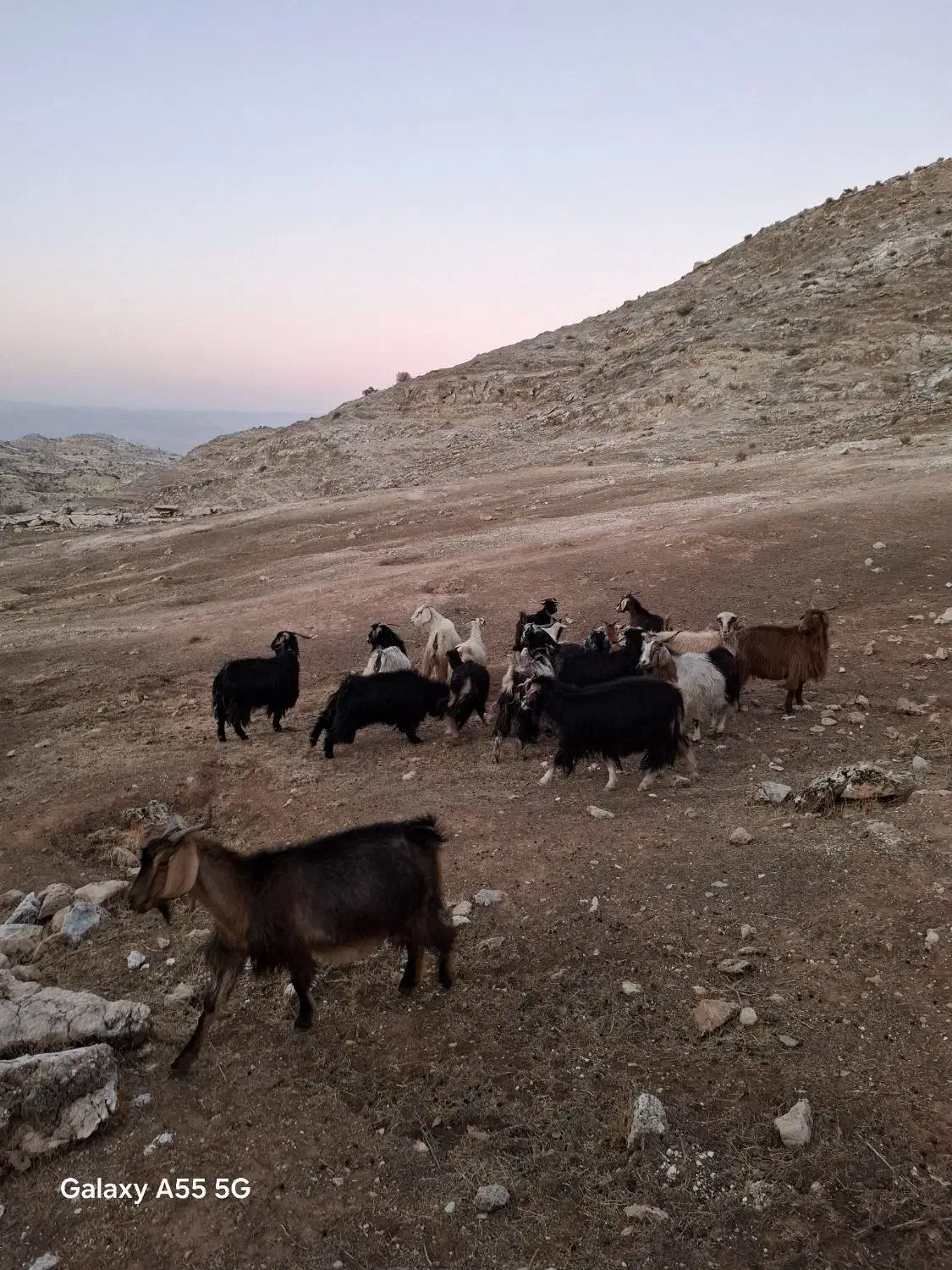 سلام ۲۰ راس بز آبستن جوان|حیوانات مزرعه|زرین آباد, |دیوار