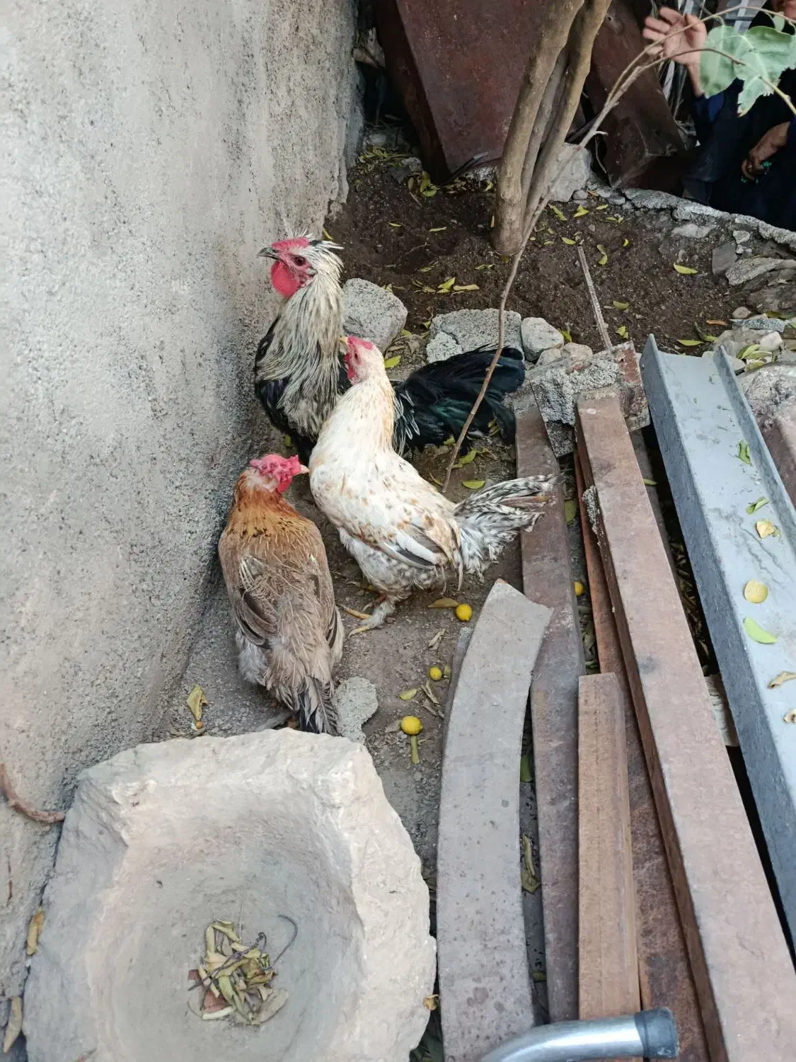 فروش مرغ وخروس|حیوانات مزرعه|باشت, |دیوار