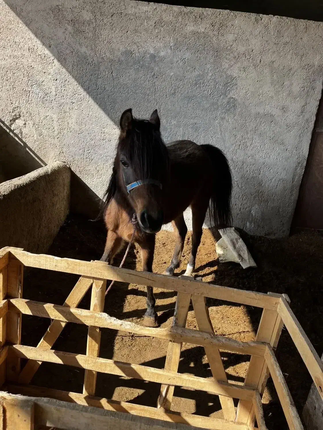 اسب مادیون|اسب و تجهیزات اسب‌سواری|صفادشت, |دیوار