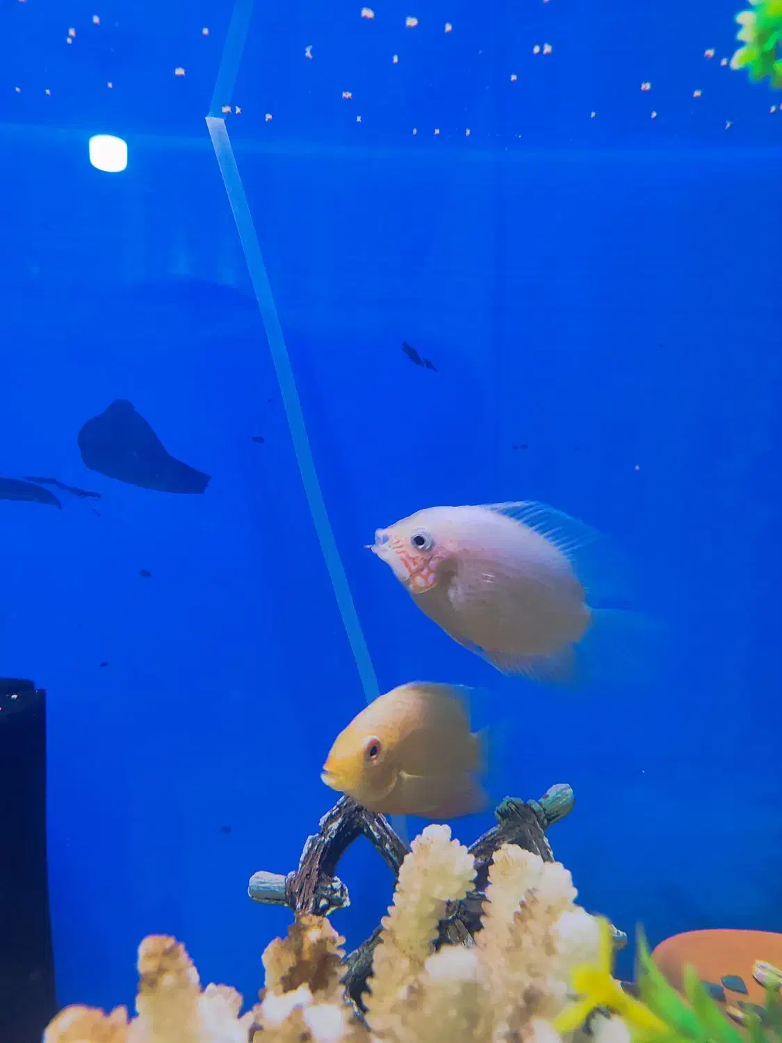 ماهی آکواریوم|ماهی|مسجد سلیمان, |دیوار