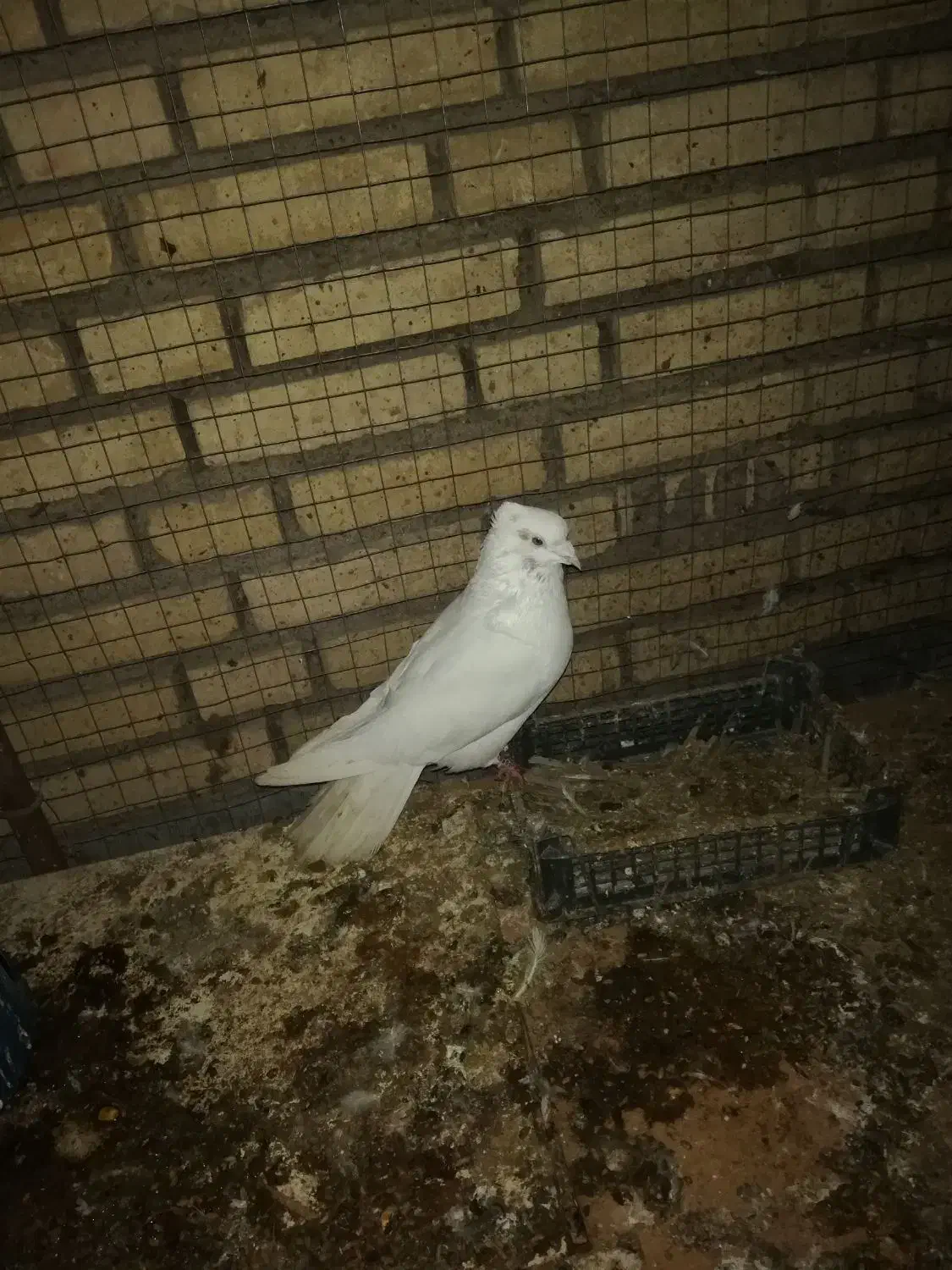 کفتر|پرنده|خرمشهر, |دیوار