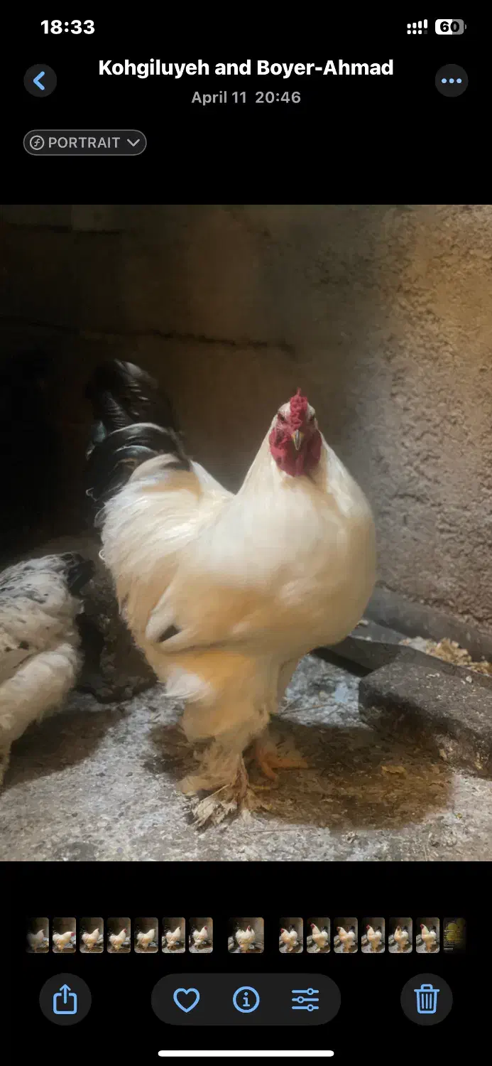 خروس برهما|حیوانات مزرعه|شیراز, کرونی(خاتونک)|دیوار