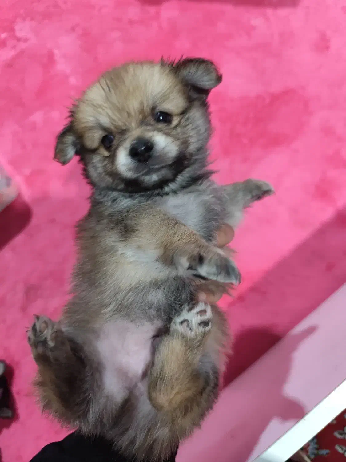 سگ پامر|سگ|فردیس, ثابتی|دیوار