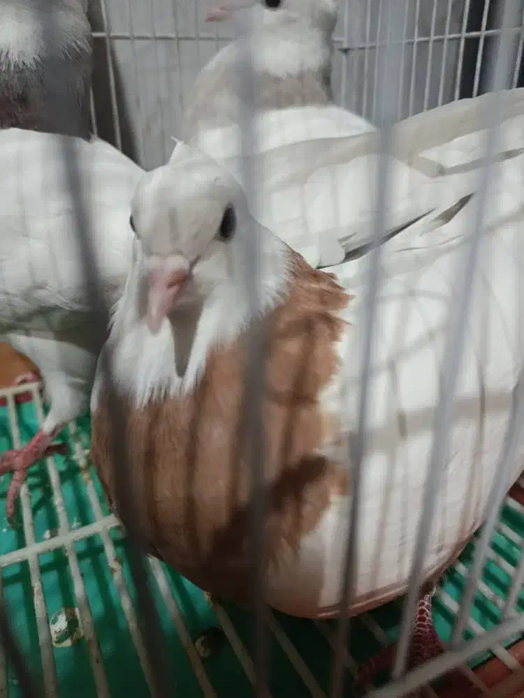 طوقی هفت رنگ|پرنده|نجف‌آباد, امیرآباد|دیوار