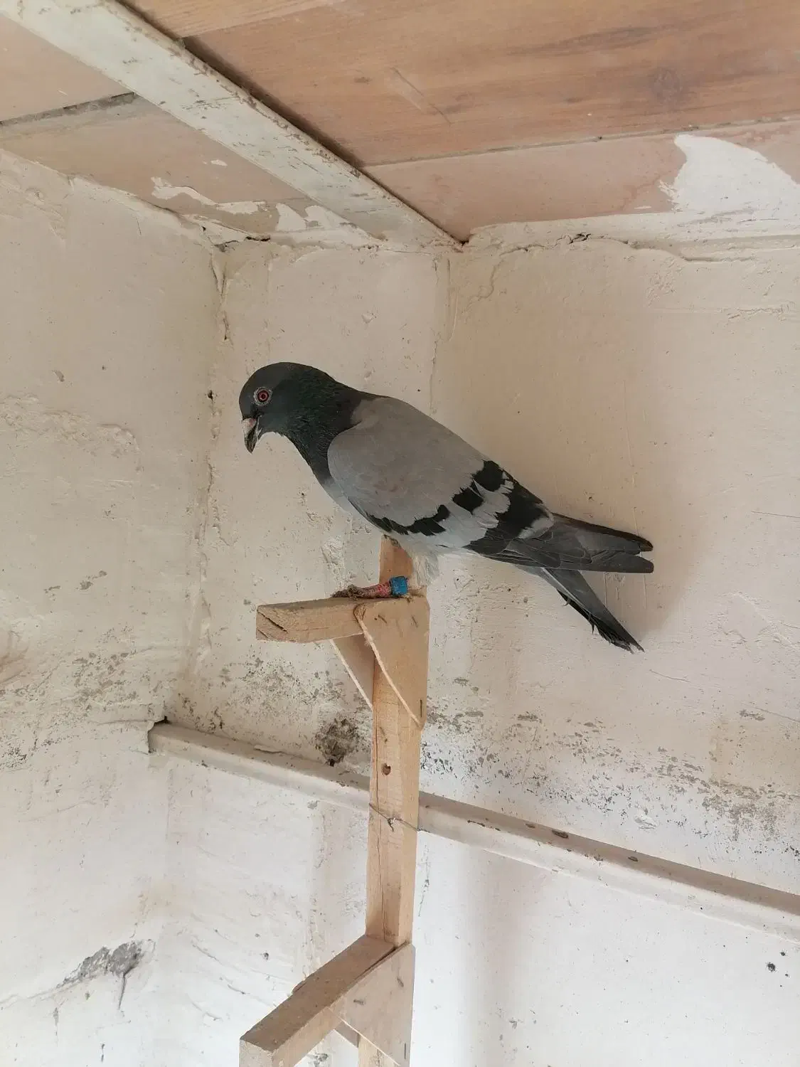 8کبوتر|پرنده|شیراز, سعدیه جنوبی|دیوار